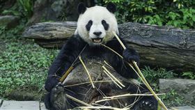 圖／動物園提供