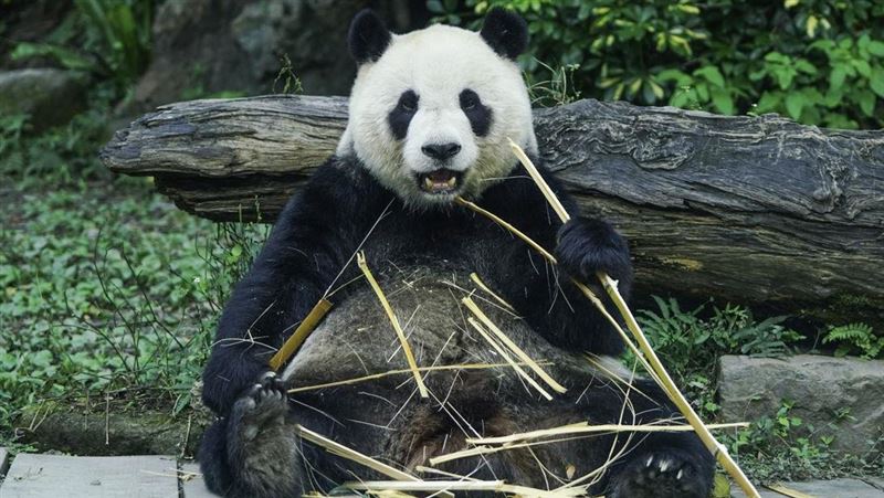 圓仔太胖了！動物園特製減重特餐甩肉
