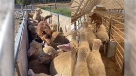 牧羊犬俐落的跳上羊背，還在上方奔跑。（圖／翻攝自James Carr抖音）