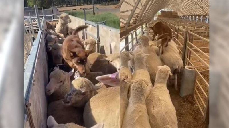 牧羊犬現高超身手　10秒解決塞車