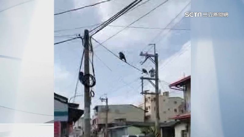 村莊遭攻陷！群猴爬電線闖民宅偷食物