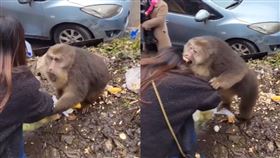 秦女為時猴子時慘遭啃咬。（圖／翻攝自《封面新聞》）