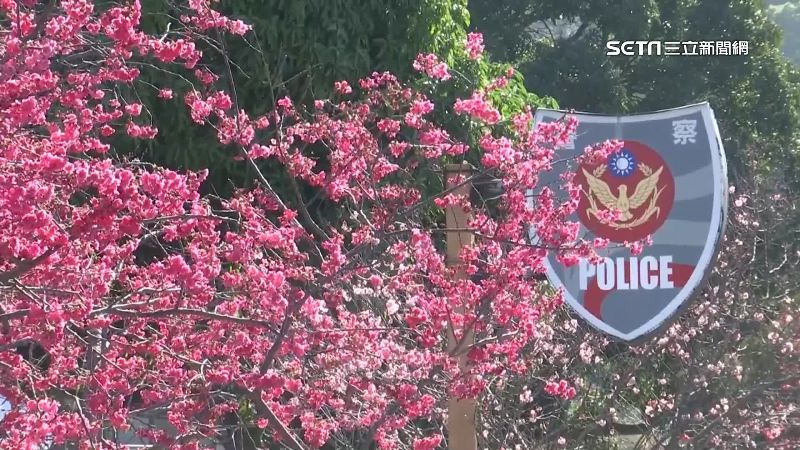 泰安櫻花全開　連假單日吸1.6萬客
