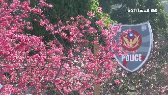 泰安櫻花全開　連假單日吸1.6萬客