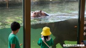 北市動物園河馬館(陳弋攝影)