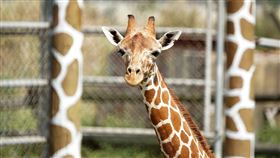 頑皮世界，頑皮世界野生動物園，頑皮世界提供