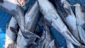 澎湖逾3萬海鱺凍死　業者損失3千萬