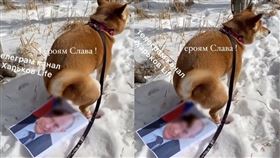 柴犬大號普丁臉上／@nevedimka123 Twitter