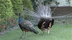 孔雀。（圖／翻攝自台開心農場官網）