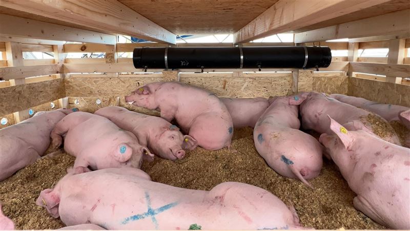 走私非洲豬瘟肉品　越南裔母女獲緩刑