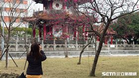 春天/櫻(記者陳弋攝影)