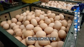 「無蛋之島」真相！2因素讓雞農棄養