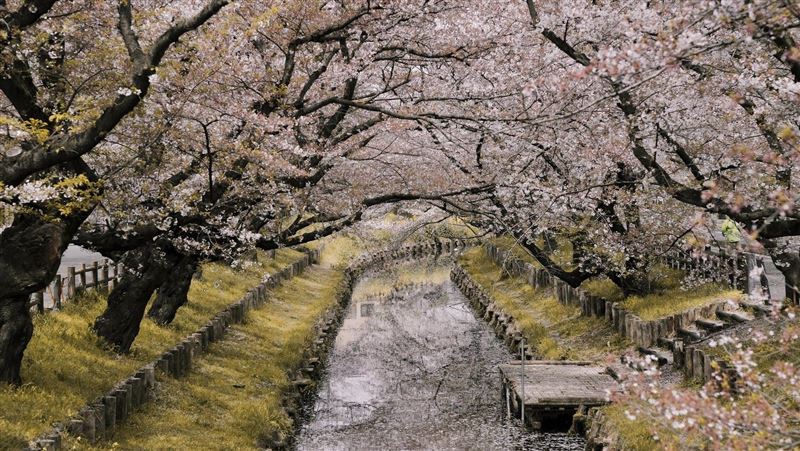 開花日報你知　東京櫻花20日登場