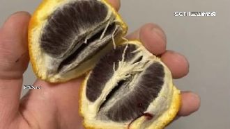 橘子剝開裡面一片黑　水果行老闆揭密