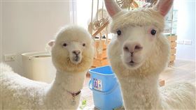 草泥馬,翻攝自羊駝Alpaca-溫柔Tender臉書粉專