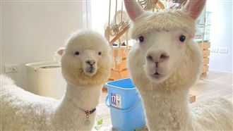 獨／女星被草泥馬誤踢！危險地帶揭曉