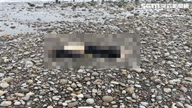 男浮屍,風箏公園,死因,石門,翻攝畫面