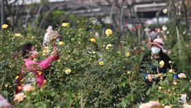 台北玫瑰展開幕（2）2022台北玫瑰展「玫好製作所」4日登場，吸引許多民眾前來賞花，在玫瑰花叢中取景拍照。中央社記者裴禛攝  111年3月4日