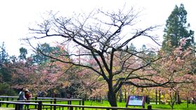 阿里山櫻王含苞待放阿里山國家森林遊樂區「櫻王」染井吉野櫻目前含苞待放，嘉義林區管理處預計滿開時間落在3月中旬。中央社記者蔡智明攝  111年3月4日