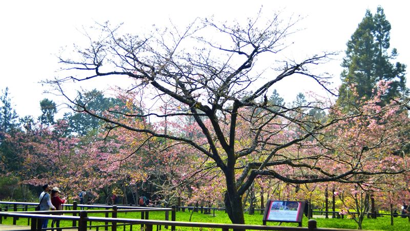 阿里山花季10日登場　櫻王含苞待放