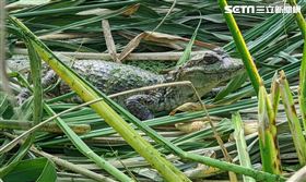 南投埔里筊白筍田出現大鱷魚。（圖／翻攝畫面）