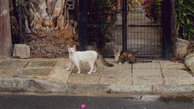 貓。（圖／翻攝自Pexels）