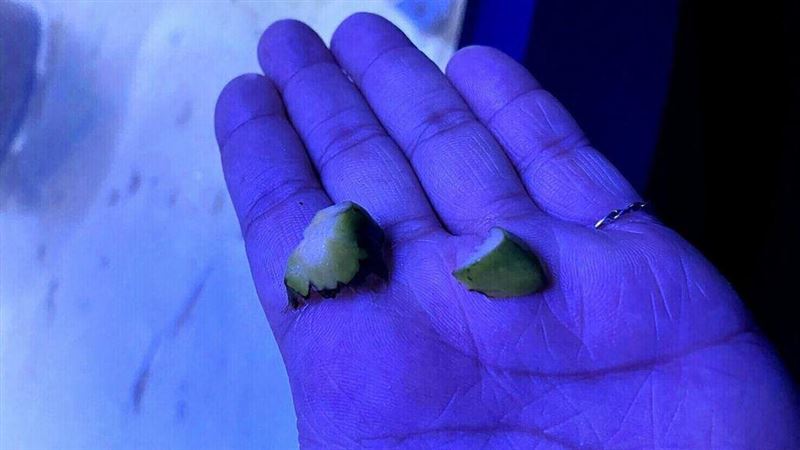 水族館魚缸遭丟檳榔　館方怒：沒衛生