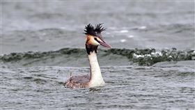 ▲罕見「冠鷿鷈」現蹤台東　神出鬼沒玩「打地鼠」水鳥 候鳥 （圖／讀者提供）
