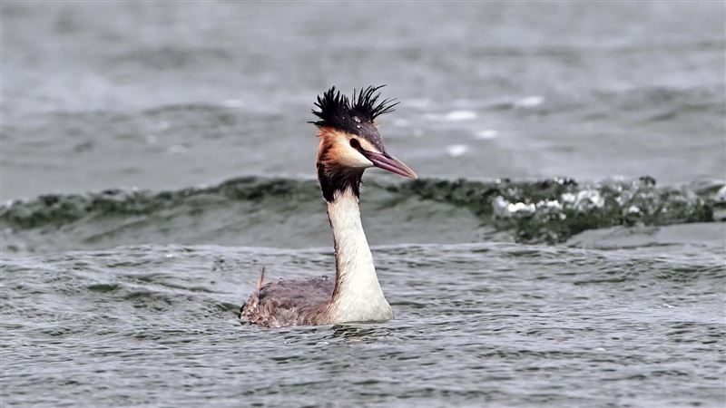 台東出現罕見「冠鷿鷈」　像玩打地鼠