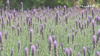 春天來了！薰衣草花海吸引遊客駐足