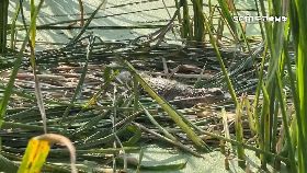 文 追鱷魚後續1200