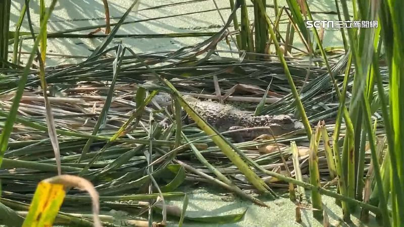 鱷魚筍田做日光浴　見人靠近急忙逃竄