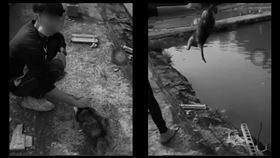 雲林某高職男生虐貓，將流浪貓丟入池塘惹眾怒。（圖／翻攝畫面）
