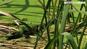 南投埔里筊白筍田出現鱷魚，一身浮萍青苔模樣。（圖／民眾提供）