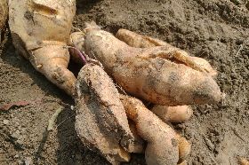 台南新市甘藷裂果嚴重