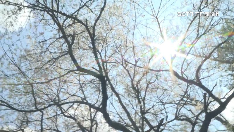 霧社櫻王下週盛開　遊客搶先看櫻后