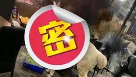 原PO在燒烤寵物友善餐廳中看見羊駝。（圖／翻攝自《爆廢公社二館》）