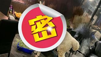 爽吃燒烤店！抬頭見「牠」嗑草網笑翻