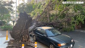 高雄,風,工地,圍籬,樹木,倒塌