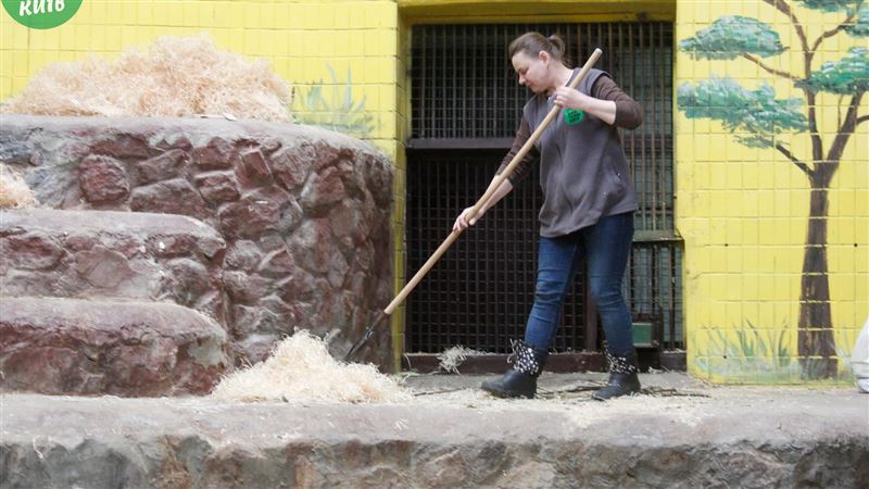 基輔動物園陷戰火　員工陪睡安撫大象