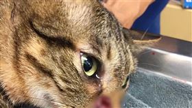 北市家貓遭槍擊　動保處：依法裁處和列管台北市文山區有家貓遭槍擊，北市警方26日逮捕29歲建築師吳男送辦。台北市動保處表示，吳男行為明顯已違反動物保護法第6條規定，後續將儘速約談他，依法進行後續調查及裁處，並通報社會安全網追蹤列管。（台北市動保處提供）中央社記者黃麗芸傳真  110年4月26日