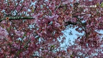 氣溫驟降　金盞菊、櫻花變「冷凍花」