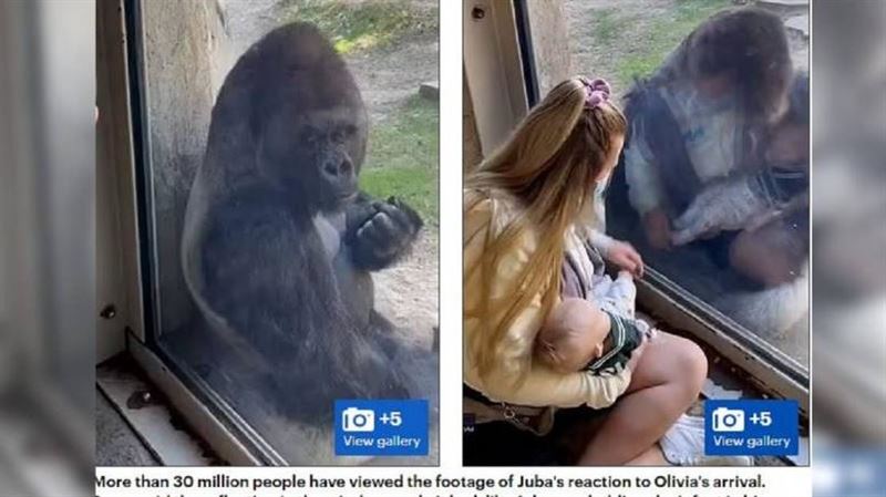 女飼養員抱女兒　大猩猩反應超暖心