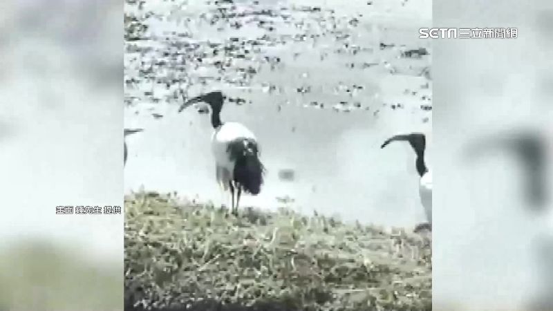 埃及聖䴉現蹤花蓮　衝擊本土生態環境