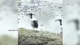 埃及聖䴉現蹤花蓮　衝擊本土生態環境