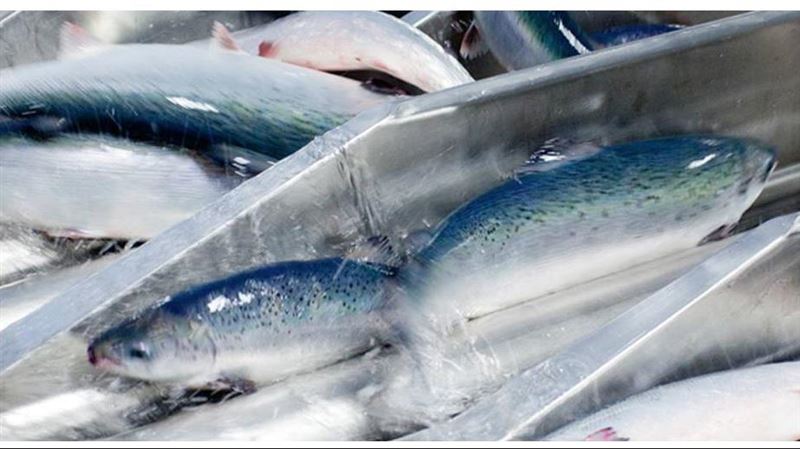 獨／戰火掀「鮭魚亂」超市不缺貨秘辛