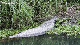 台北市立動物園提供