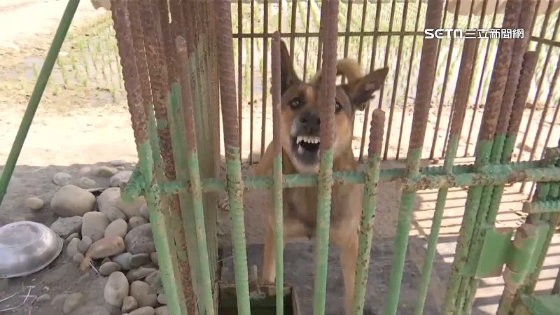 誤闖禁地！釣客遭獒犬狂追4百米嚇傻