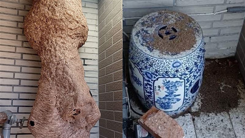 網友驚見「超巨型蜂窩」：差點漏尿