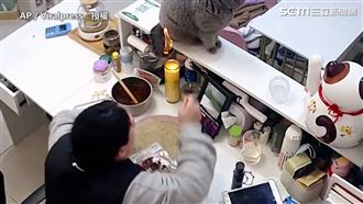 喵皇尾巴搖進財神燈　今年財運大發了